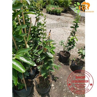 cây bằng lăng tím cao từ 40-60 cm
