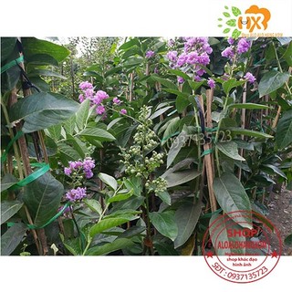 cây bằng lăng tím cao từ 40-60 cm