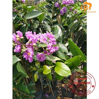 cây bằng lăng tím cao từ 40-60 cm