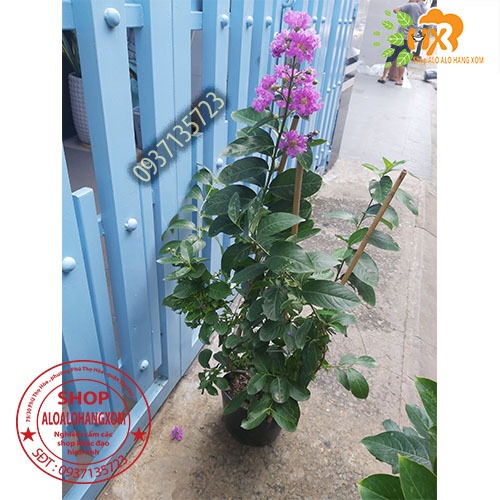 cây bằng lăng tím thái cao từ 40-60 cm