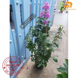 Cây bằng lăng tím thái cao từ 40-60 cm
