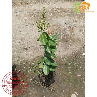 cây bằng lăng tím thái cao từ 40-60 cm