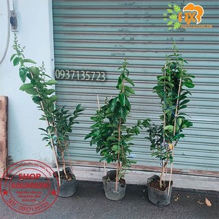 cây bằng lăng tím thái cao từ 40-60 cm