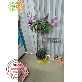 cây bằng lăng tím thái cao từ 40-60 cm