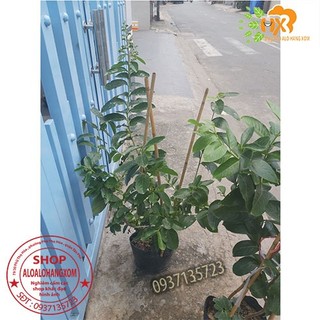 cây bằng lăng tím thái cao từ 40-60 cm