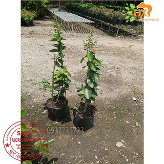 cây bằng lăng tím thái cao từ 40-60 cm