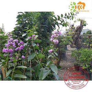 cây bằng lăng tím thái cao từ 40-60 cm