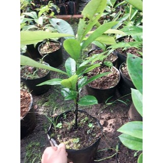 Cây hồng nhung (cây cao 40cm)