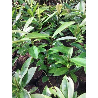 Cây hồng nhung (cây cao 40cm)