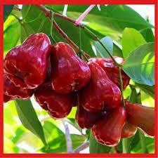 💙Cây giống roi đỏ An Phước chuẩn F1
