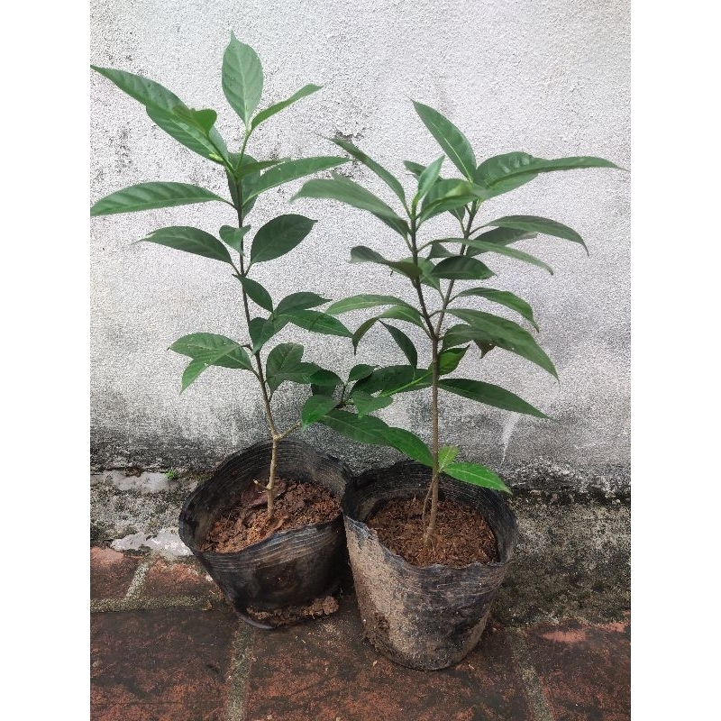 Cây hoa Ngọc bút