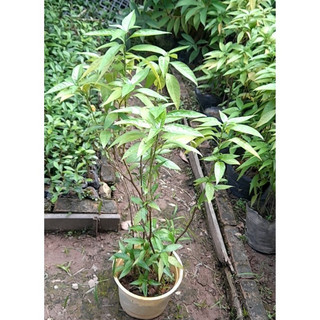 Chậu cây hoàn ngọc trắng cỡ to - Đơn hàng thanh toán trước tặng 1 cây giống