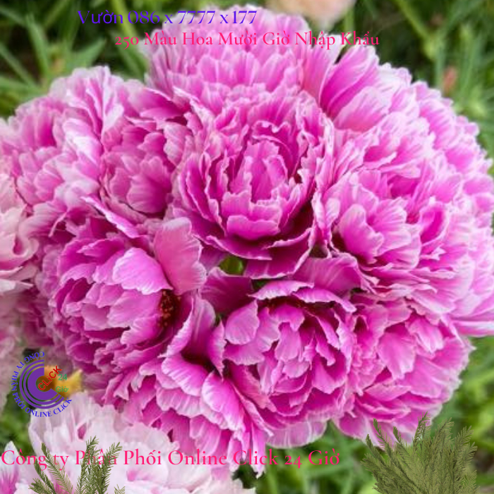 Cành Giống Hoa Mười Giờ MẪU ĐƠN Cánh tua Thái Kép Màu Mới Cành Tơ Siêu Khỏe Ra Rễ Sau 3 Ngày MiMa market