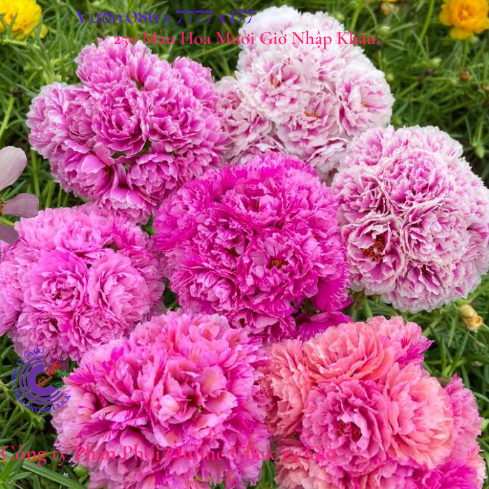 Cành Giống Hoa Mười Giờ MẪU ĐƠN Cánh tua Thái Kép Màu Mới Cành Tơ Siêu Khỏe Ra Rễ Sau 3 Ngày MiMa market