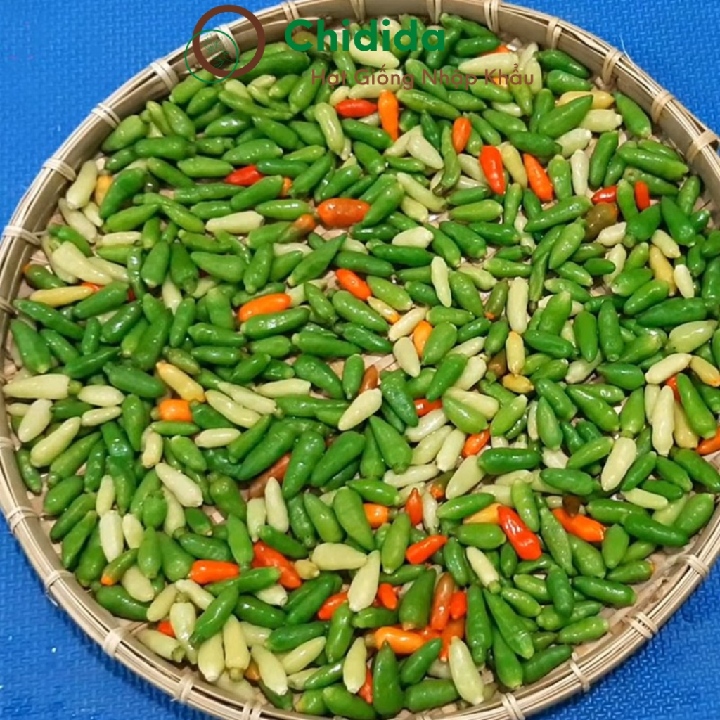 Hạt giống ớt xiêm Chidida ớt ngũ sắc siêu cay cây cho trái có 3 màu trắng đỏ cam bắt mắt Thái Lan gói 0.5g