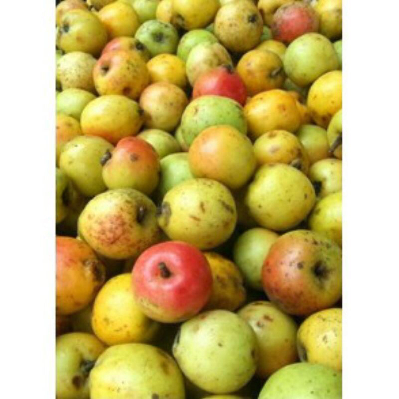 1kg táo mèo tươi