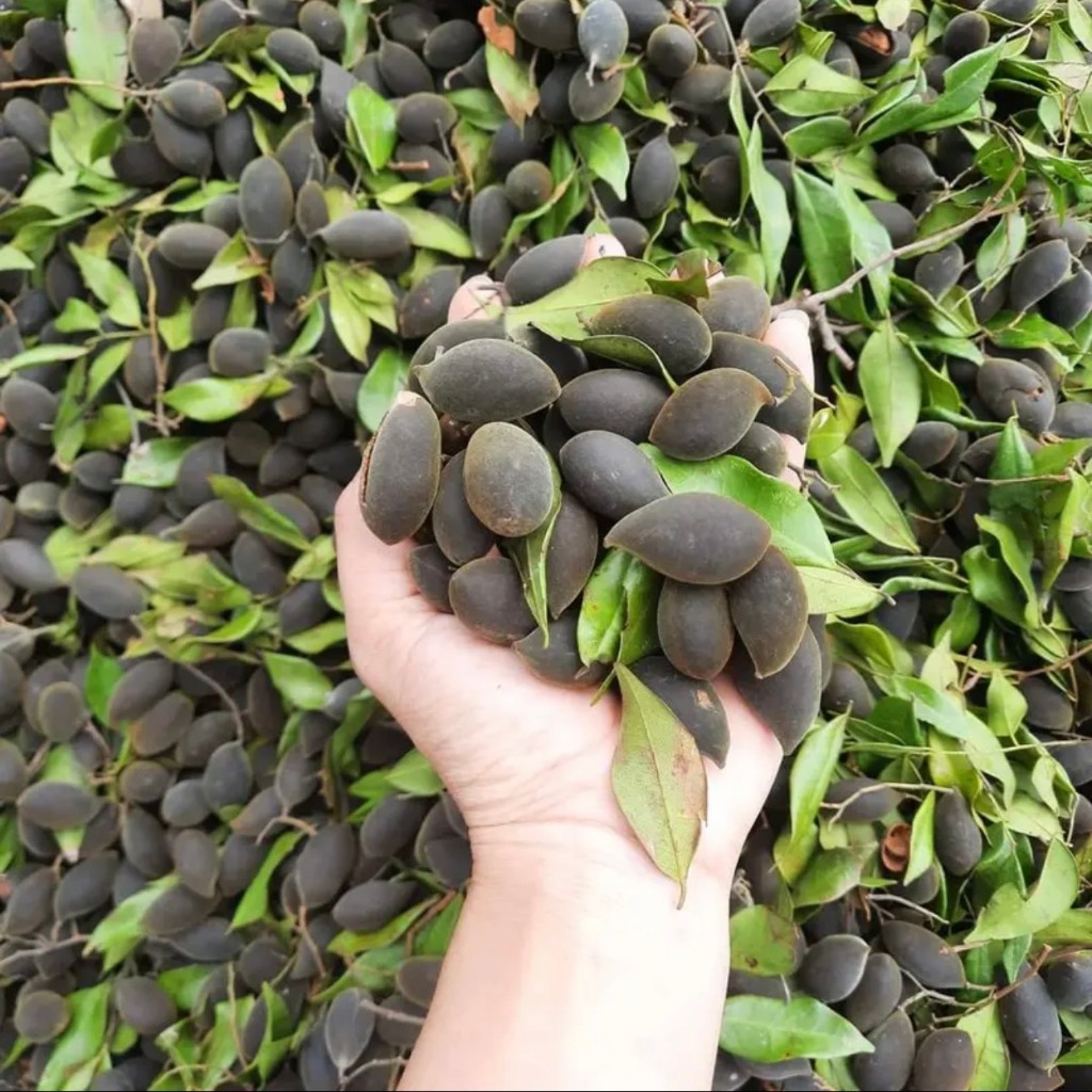 TRÁI SAY RỪNG TỰ NHIÊN CHUA NGỌT LINSUSHOP