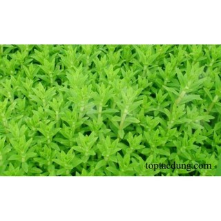 Ngò om/rau ngổ trắng