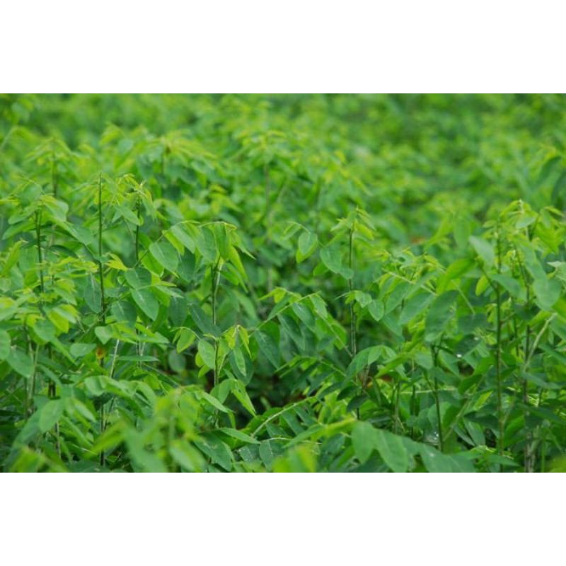 Cây rau ngót/bồ ngót giống