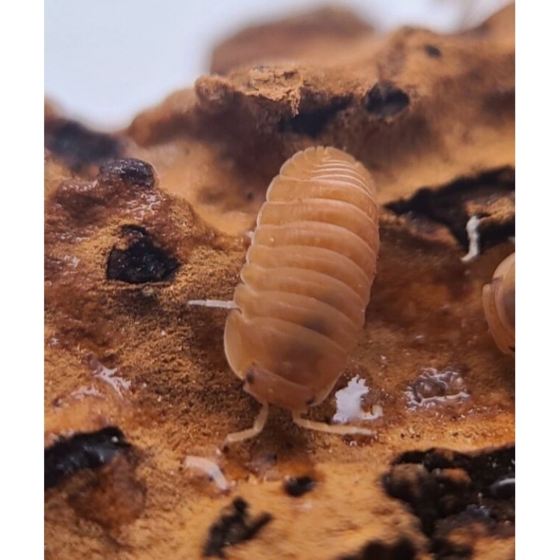 Mô hình Cubaris Orange màu cam hàng thật