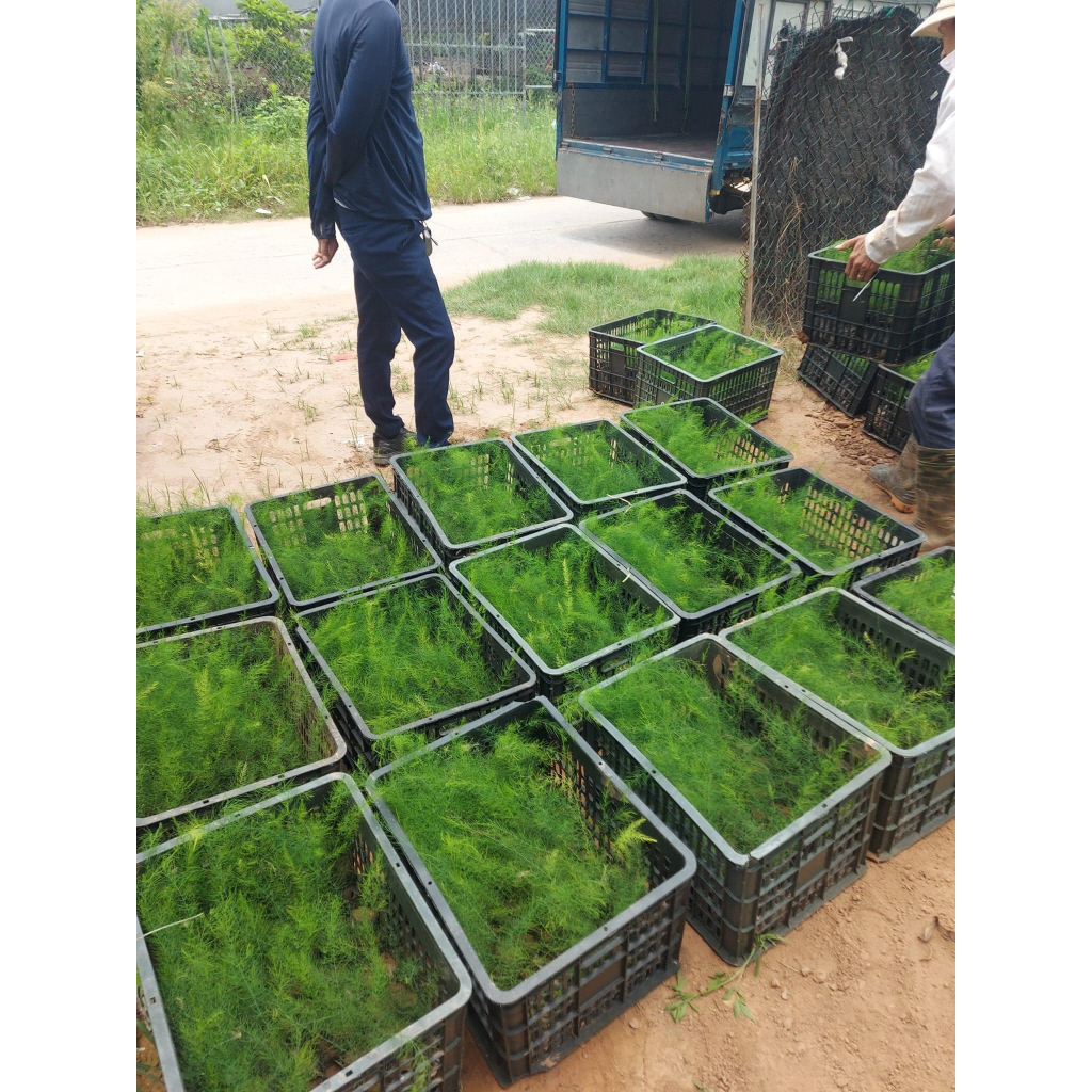 Cây giống măng tây bầu sơ dừa