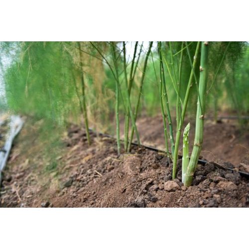 Cây giống măng tây bầu sơ dừa