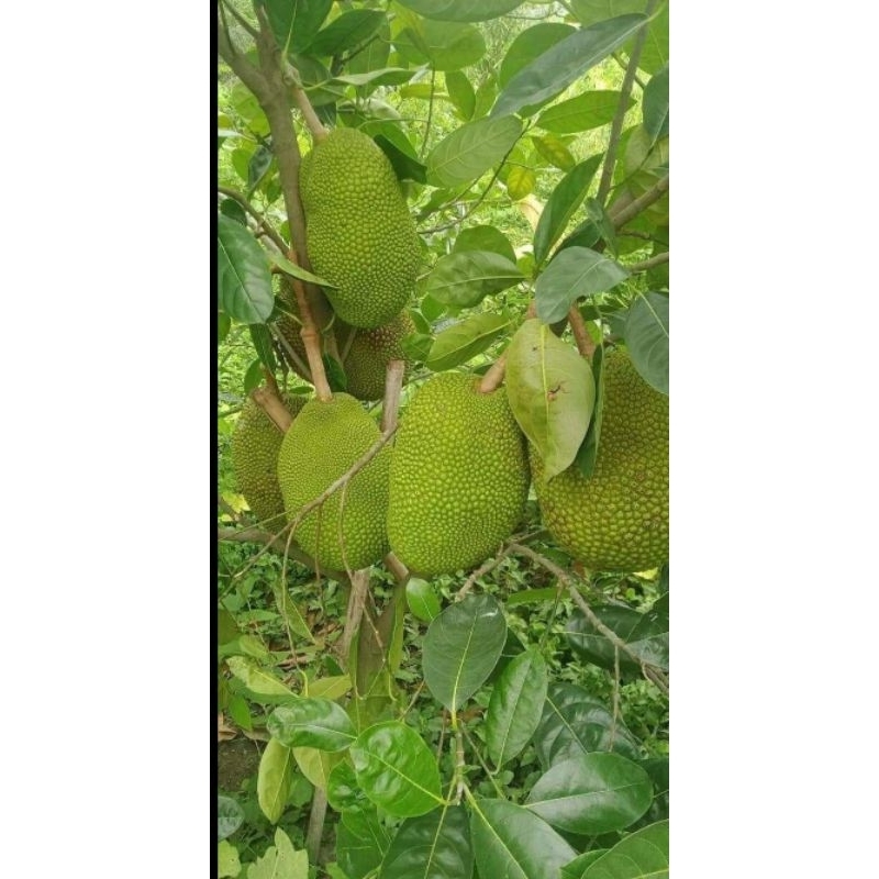 CÂY MÍT THÁI SIÊU SỚM,MÍT CHANGGAI DA XANH.BAO CHUẨN GIỐNG.
