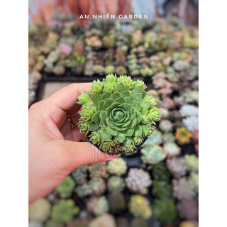 ✅sen đá phật bà lửa size bầu kt 5-7cm✅ xuất xứ đà lạt, khoẻ đẹp,lỗi 1 đổi 1