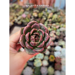 Sen đá black queen size bầu kt 5-7cm - xuất xứ đà lạt, khoẻ đẹp,lỗi 1 đổi 1