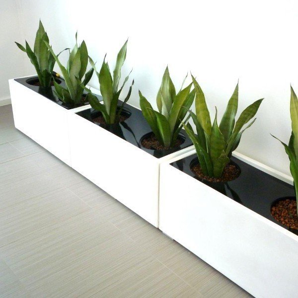 Chậu trồng cây chuyên dụng Composite chất lượng cao 50x20x25