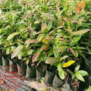 Cây mai hương 5 cánh-cây giống-combo 5 cây