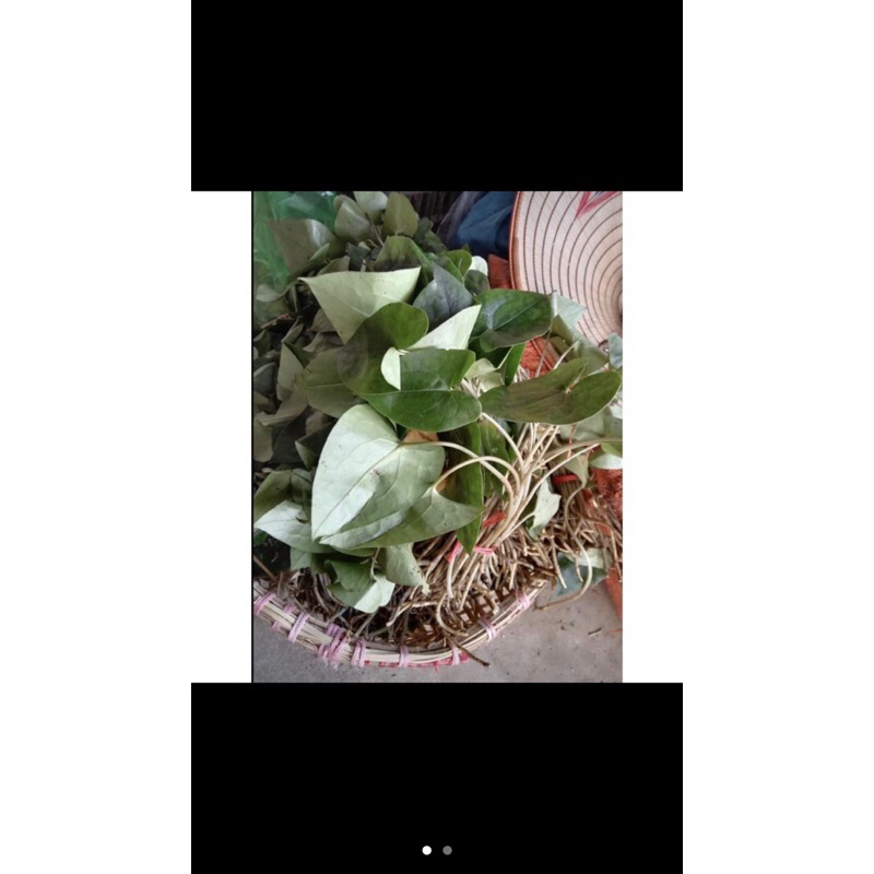 1 bó trầu 1 lá khô