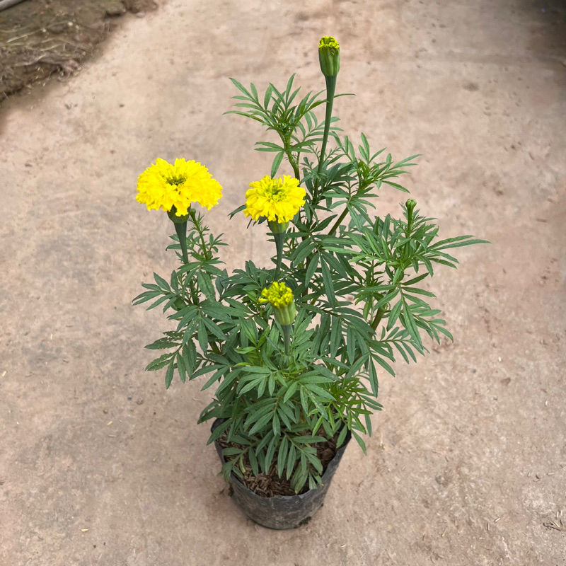 Cây hoa cúc vạn thọ cao 20-30cm nở siêu hoa trồng trang trí ban công, sân vườn, bồn hoa dịp Tết