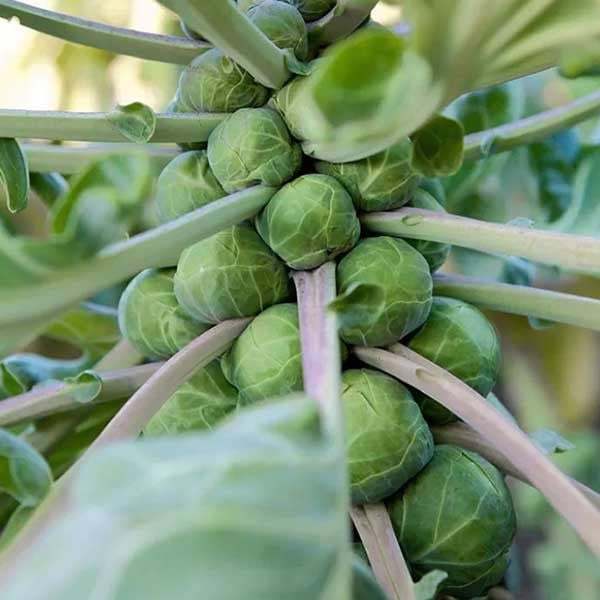 Hạt giống Bắp Cải Baby F1  hàng chính hãng công ty đóng gói