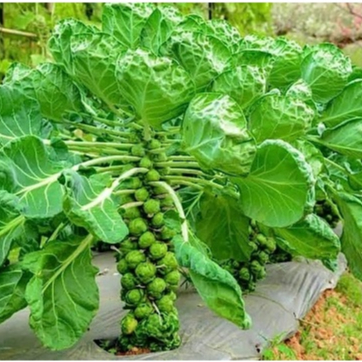 Hạt giống Bắp Cải Baby F1  hàng chính hãng công ty đóng gói