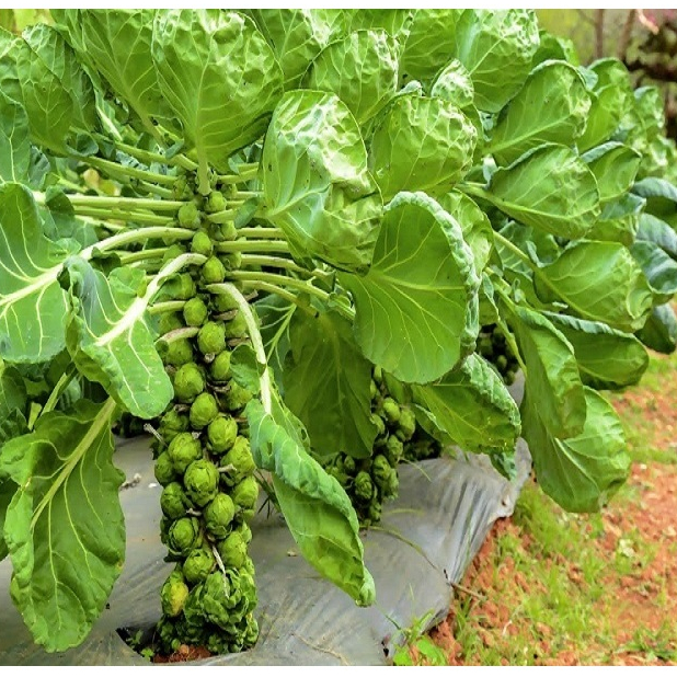 Hạt giống Bắp Cải Baby F1  hàng chính hãng công ty đóng gói