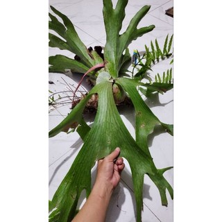 Ổ rồng hiếm holttumii