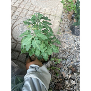 Hạt giống - Cây giống cà chua bi lùn đỏ ) chỉ gửi gần Hà Nội