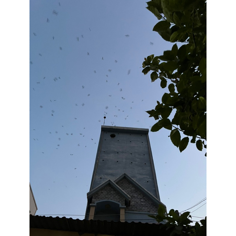 Tổ yến thô loại 1 tặng kèm nhíp, yến sào Phương Mai, yến nhà nuôi