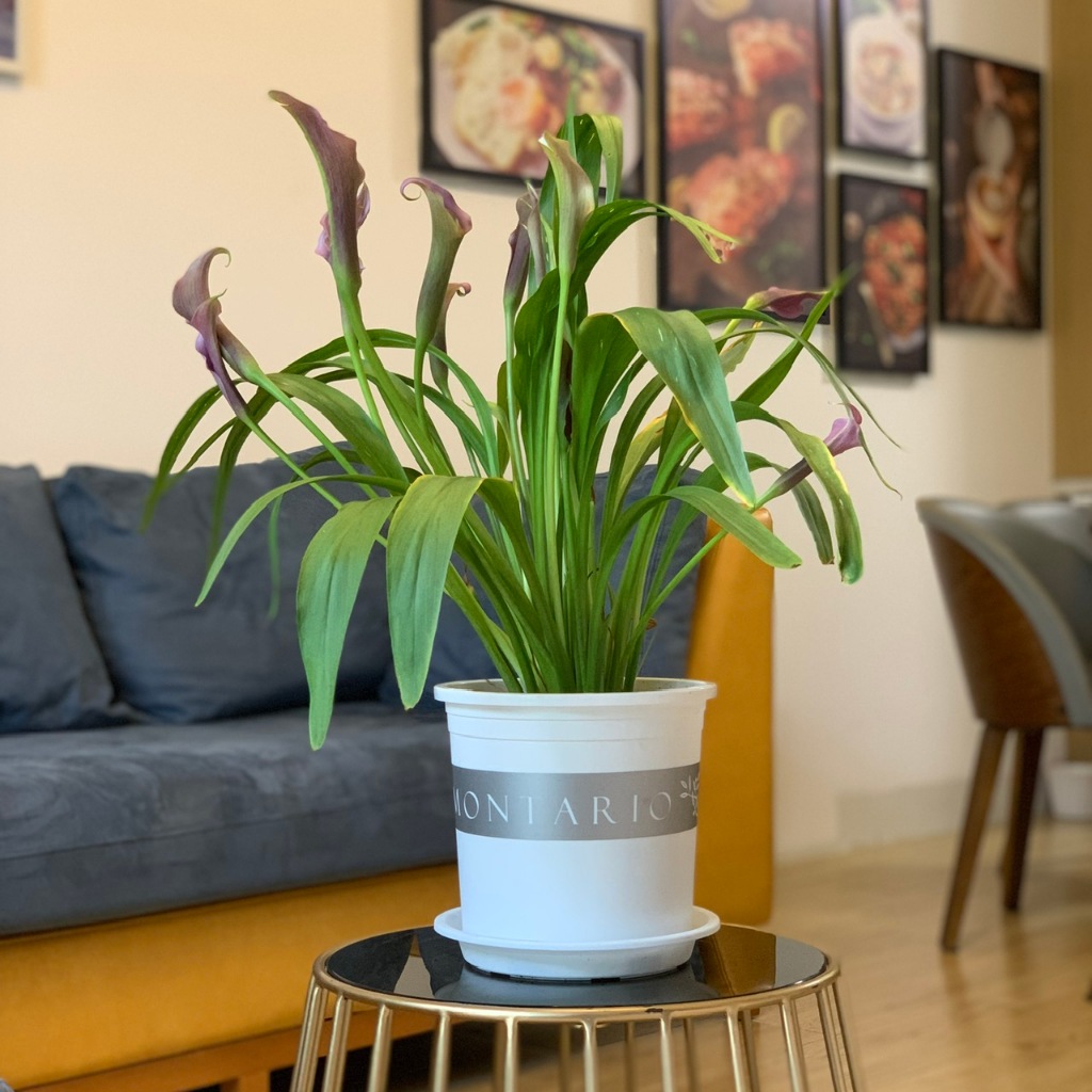 - Đĩa Lót Chậu Nhựa VIETPOT Màu TRẮNG, Nhiều Size, Loại Hàng Mỏng, Nhựa Nguyên Sinh, Đảm Bảo Công Năng Lót Chậu.