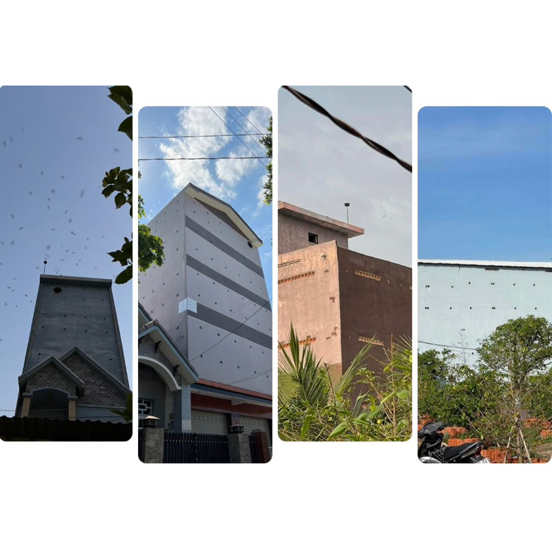 Tổ yến thô loại 1 tặng kèm nhíp, yến sào Phương Mai, yến nhà nuôi