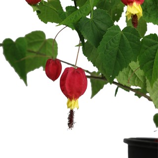 Lồng đèn Trung Hoa - Abutilon Chinese - Cây hoa leo