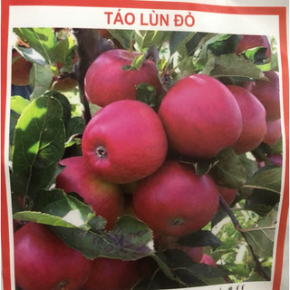 Hạt giống cây Táo Lùn Đỏ 10 H bonsai