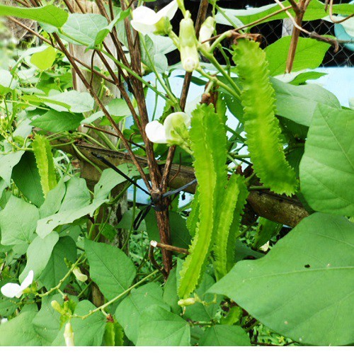 Hạt giống Đậu rồng gói 5gram  hàng chính hãng công ty đóng gói