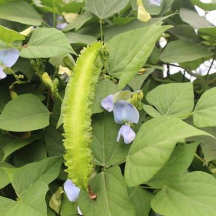 Hạt giống Đậu rồng gói 5gram  hàng chính hãng công ty đóng gói