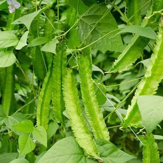 Hạt giống Đậu rồng gói 5gram  hàng chính hãng công ty đóng gói