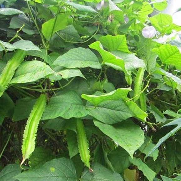 Hạt giống Đậu rồng gói 5gram  hàng chính hãng công ty đóng gói