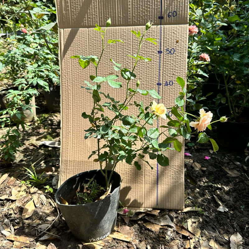 Hoa hồng leo Masora rose – Hoa hồng vàng mơ, thời tiết nóng hoa ngã vàng nhiều hơn