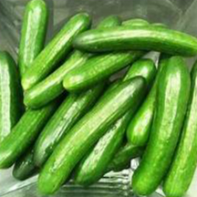 Hạt giống Dưa chuột baby F1 10hạt hàng chính hãng công ty đóng gói