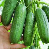 Hạt giống Dưa chuột baby F1 10hạt hàng chính hãng công ty đóng gói